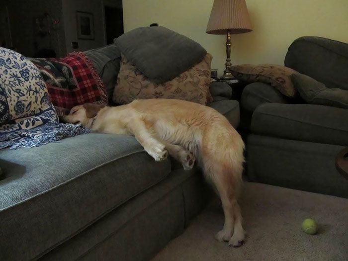 27 cachorros dormindo em posições estranhas e muito hilárias 8