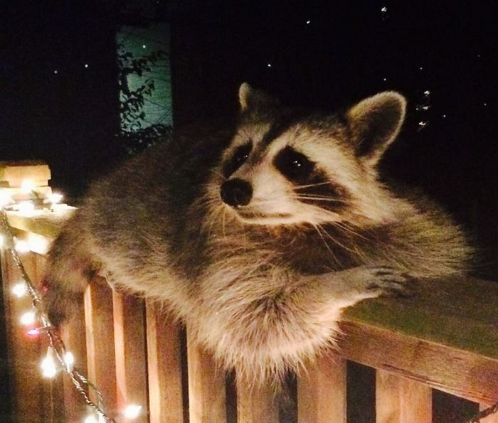 20 fotos que provam que os guaxinins são melhores em serem eles mesmos 3