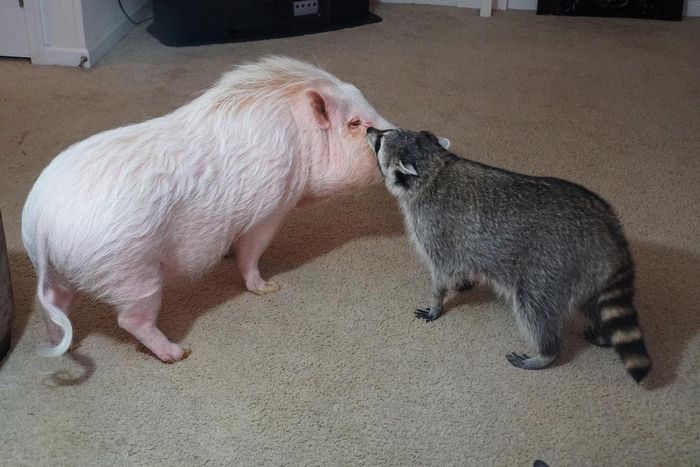 20 fotos que provam que os guaxinins são melhores em serem eles mesmos 8