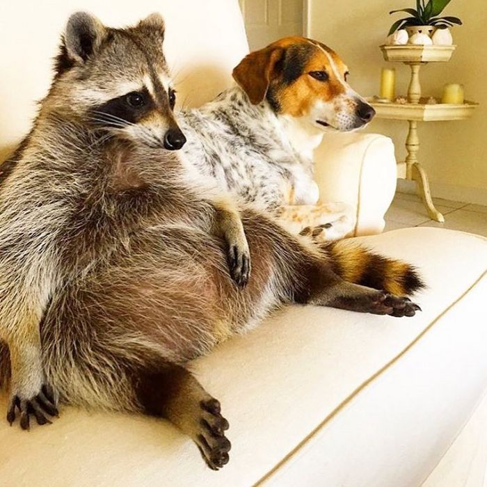 20 fotos que provam que os guaxinins são melhores em serem eles mesmos 10