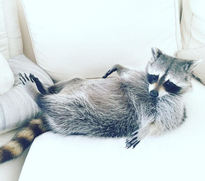 20 fotos que provam que os guaxinins são melhores em serem eles mesmos 13