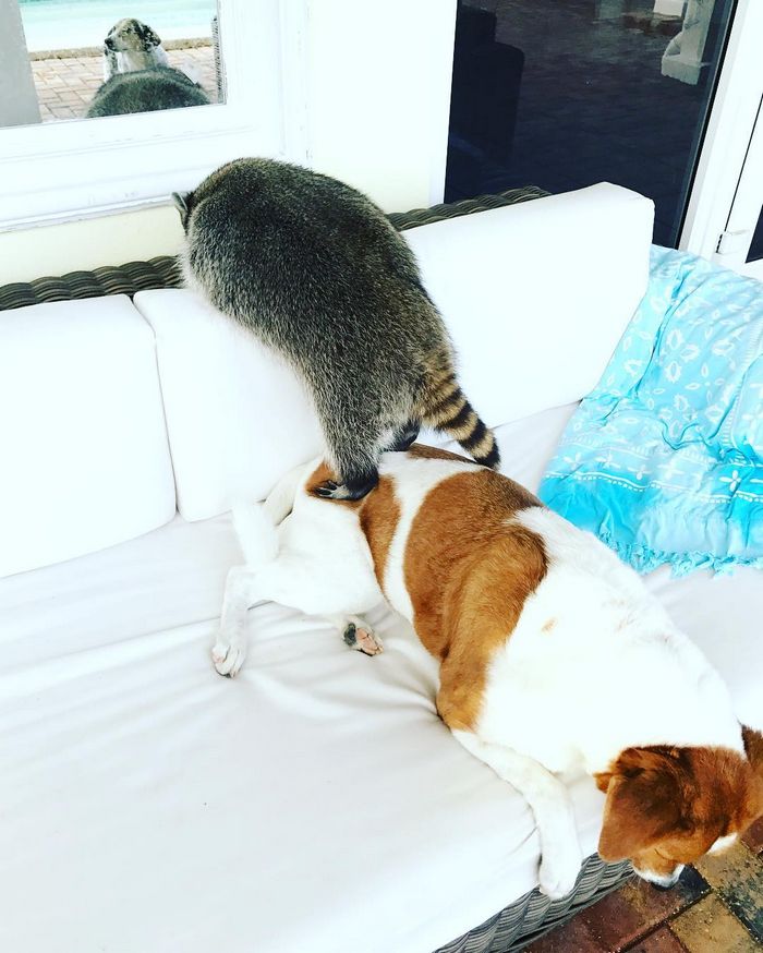 20 fotos que provam que os guaxinins são melhores em serem eles mesmos 15