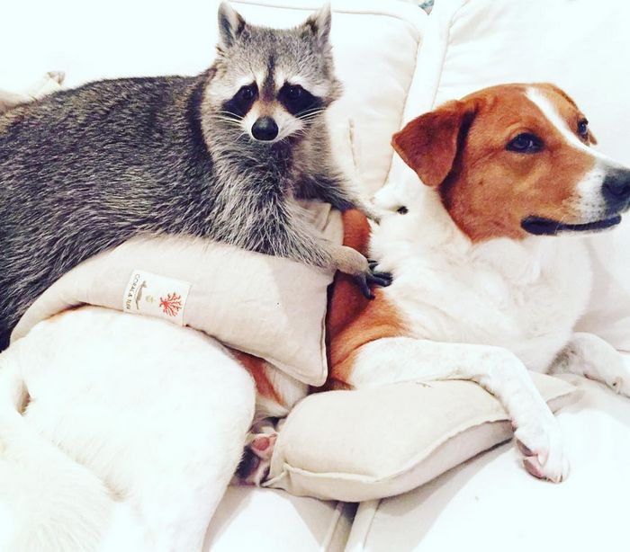 20 fotos que provam que os guaxinins são melhores em serem eles mesmos 17