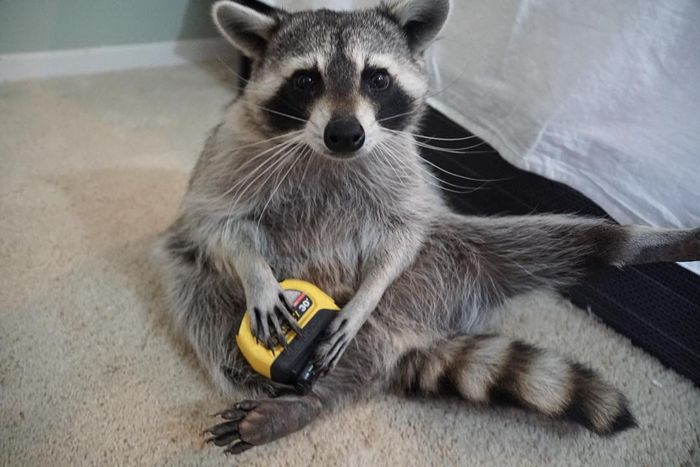 20 fotos que provam que os guaxinins são melhores em serem eles mesmos 18