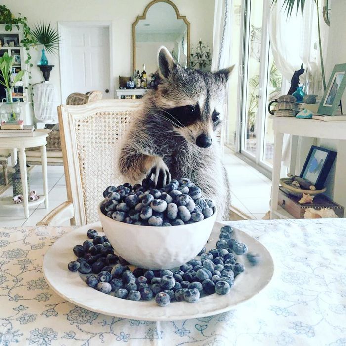 20 fotos que provam que os guaxinins são melhores em serem eles mesmos 19