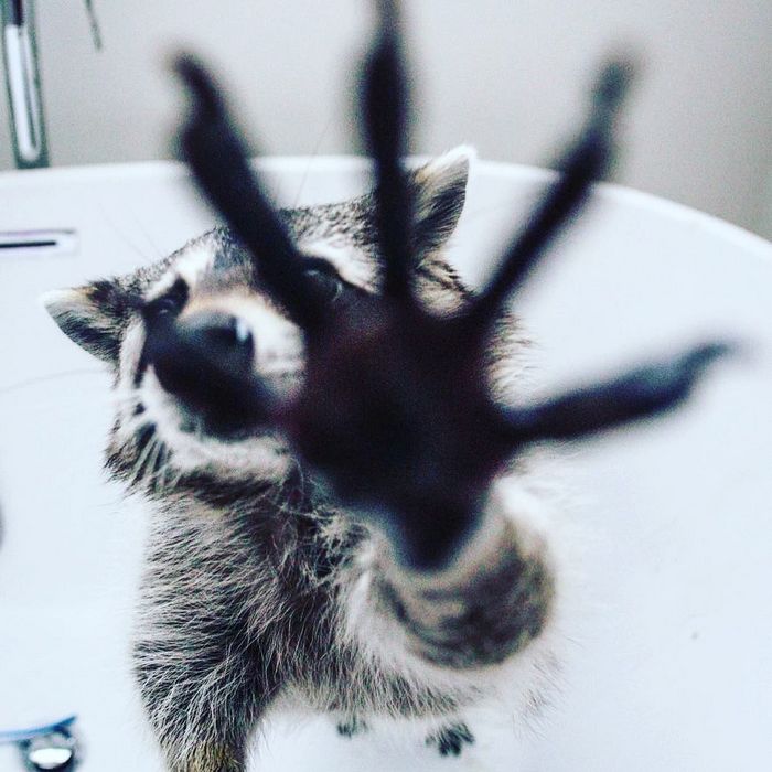 20 fotos que provam que os guaxinins são melhores em serem eles mesmos 20