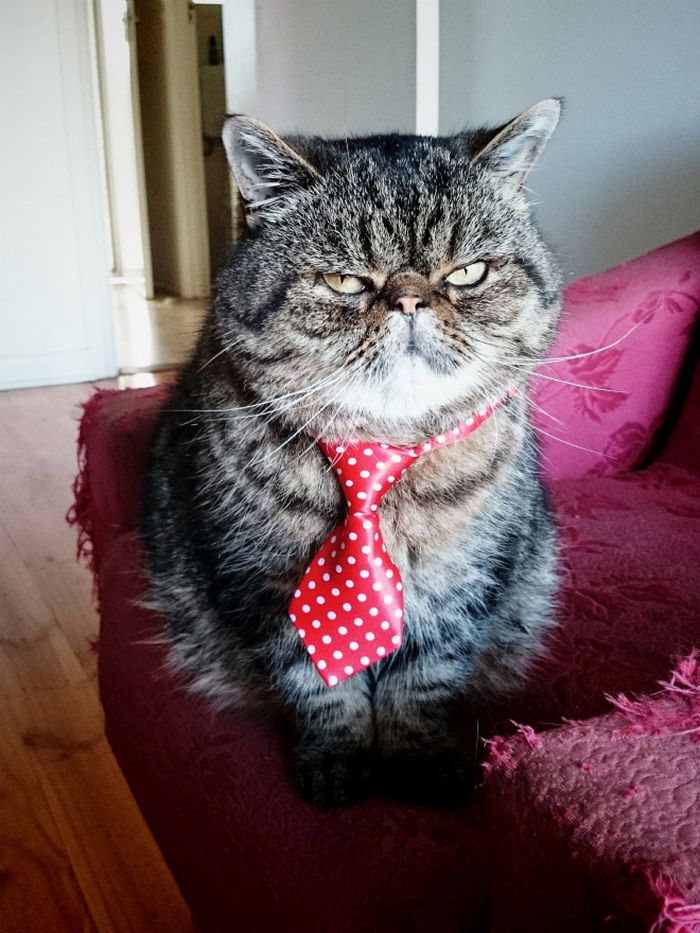 21 gatos com gravatas 1