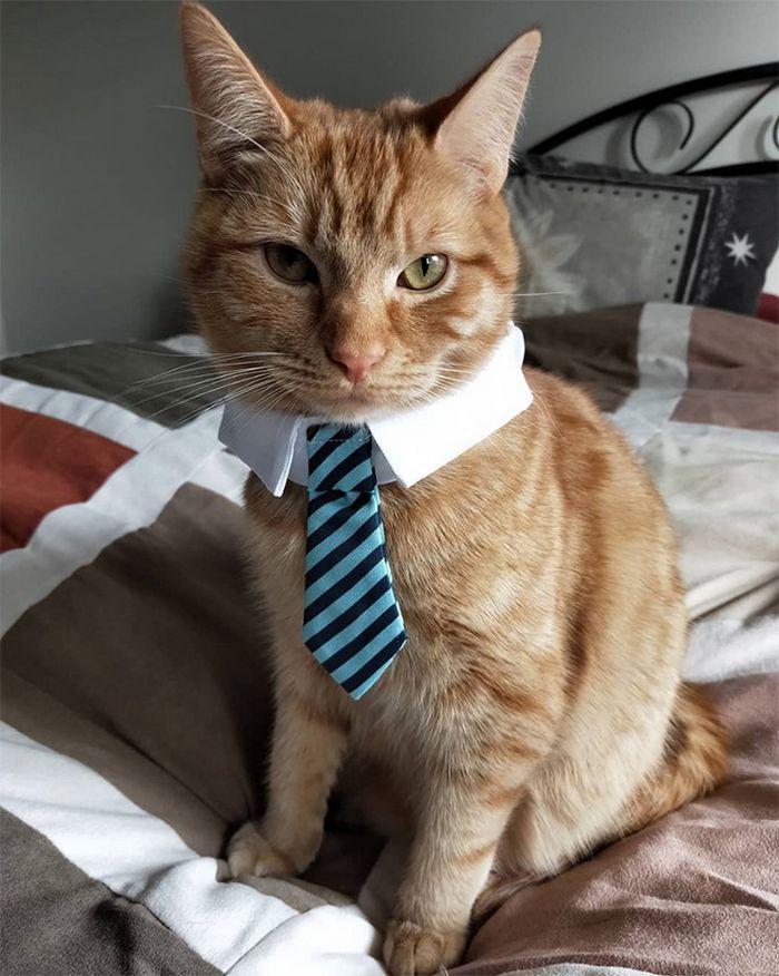 21 gatos com gravatas 13
