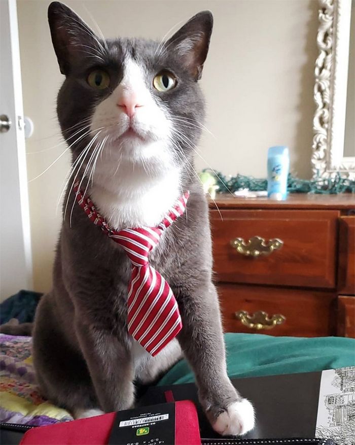 21 gatos com gravatas 17