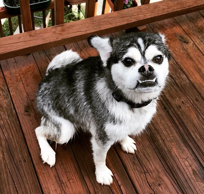 O que acontece quando mistura raças diferentes de cachorros? 1
