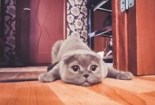 Se você tem gatos, você vai entender muito bem essas 10 situações 44