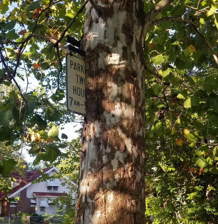 20 vezes que a natureza fez o mundo se curvar diante dele 15