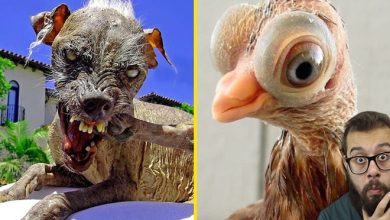 5 animais estranhos que parecem de mentira 8