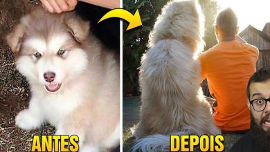 5 animais que cresceram mais do que o esperado 9
