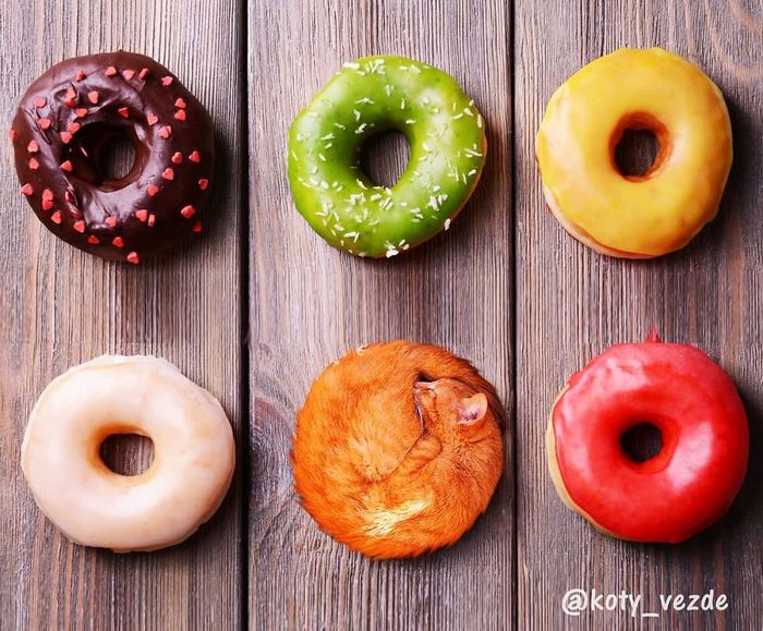 Gatos, eles estão por toda parte. 30 fotos que comprovam isso 1