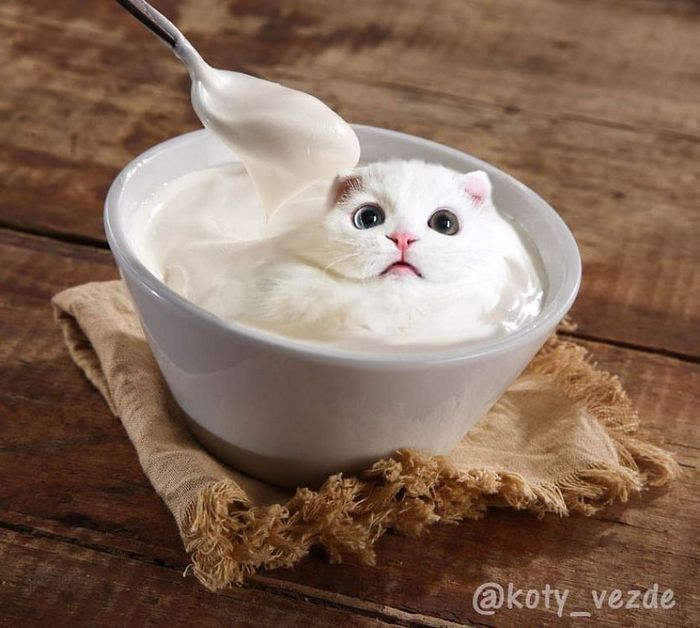 Gatos, eles estão por toda parte. 30 fotos que comprovam isso 2