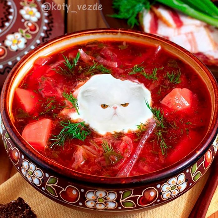 Gatos, eles estão por toda parte. 30 fotos que comprovam isso 3