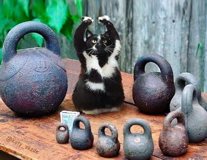 Gatos, eles estão por toda parte. 30 fotos que comprovam isso 6