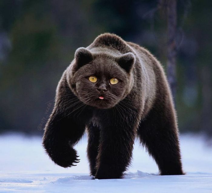 Gatos, eles estão por toda parte. 30 fotos que comprovam isso 8