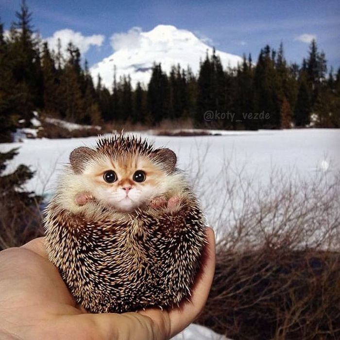 Gatos, eles estão por toda parte. 30 fotos que comprovam isso 10