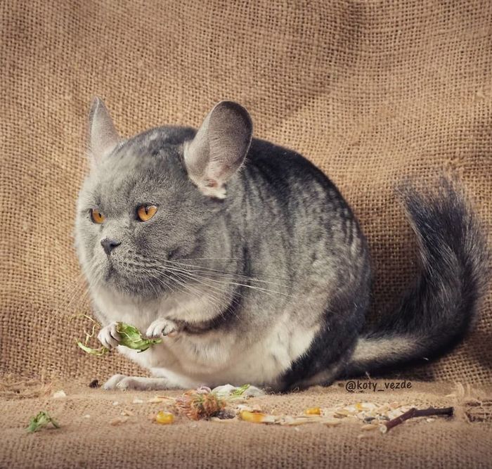 Gatos, eles estão por toda parte. 30 fotos que comprovam isso 13