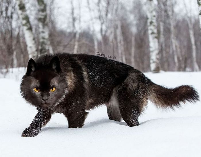 Gatos, eles estão por toda parte. 30 fotos que comprovam isso 14
