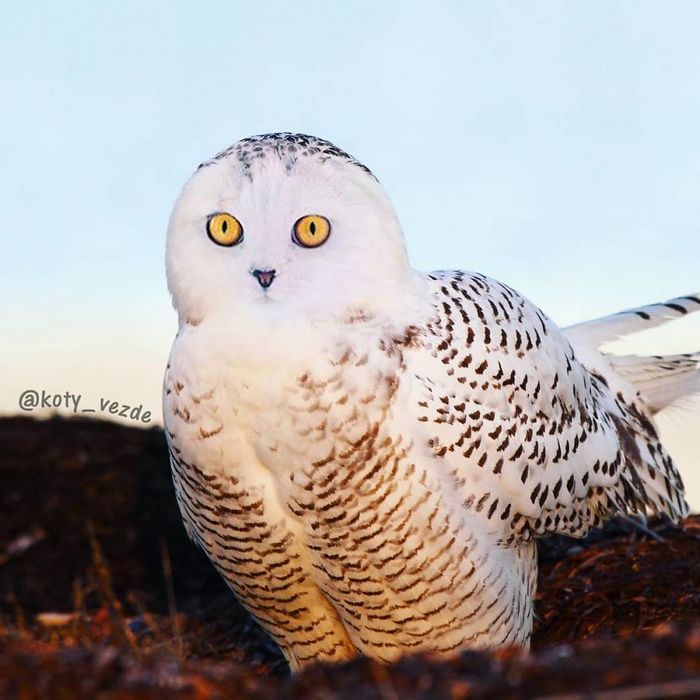 Gatos, eles estão por toda parte. 30 fotos que comprovam isso 16