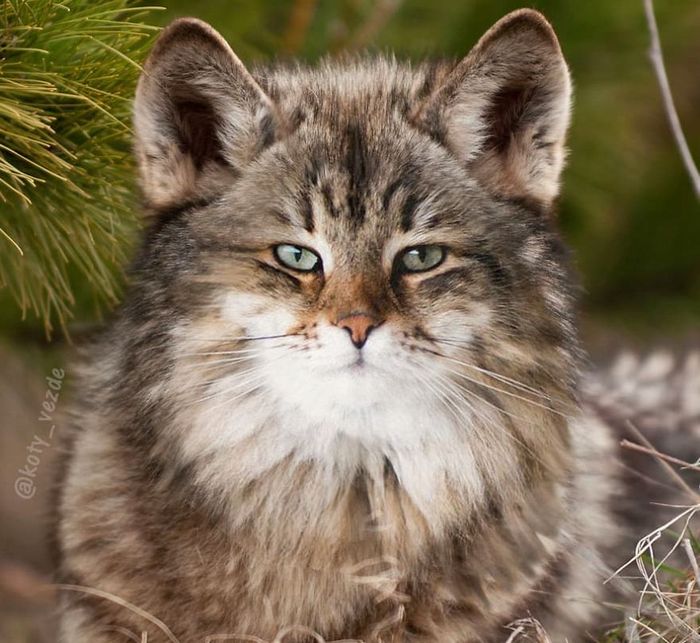 Gatos, eles estão por toda parte. 30 fotos que comprovam isso 17