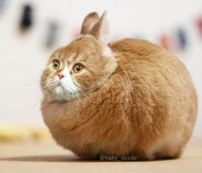 Gatos, eles estão por toda parte. 30 fotos que comprovam isso 23