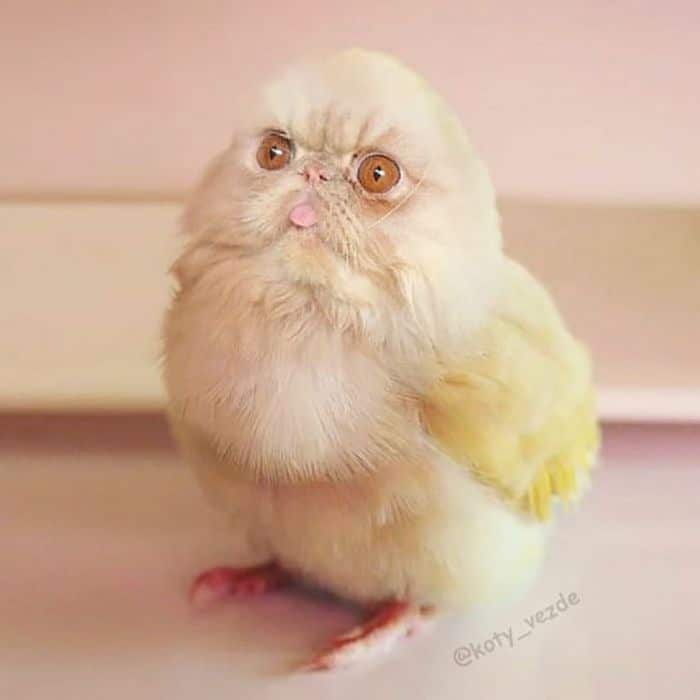 Gatos, eles estão por toda parte. 30 fotos que comprovam isso 27