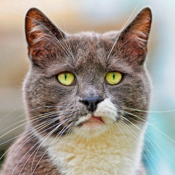 21 gatos que estão te julgando sem dó e nem piedade 1 21 gatos que estão te julgando sem dó e nem piedade 1