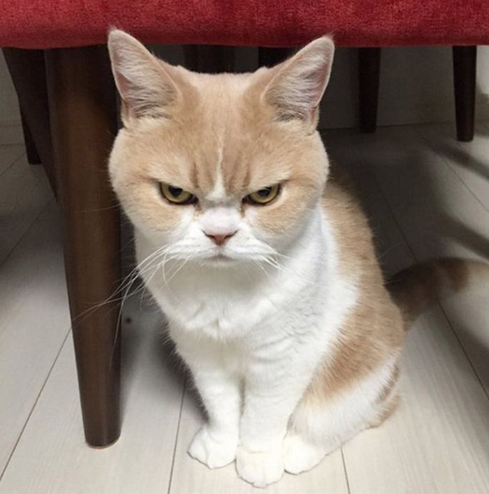 21 gatos que estão te julgando sem dó e nem piedade 2 21 gatos que estão te julgando sem dó e nem piedade 2
