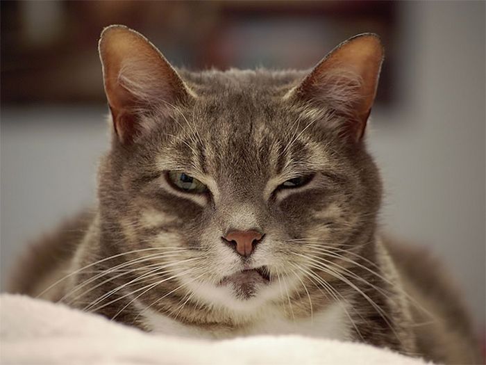 21 gatos que estão te julgando sem dó e nem piedade 8 21 gatos que estão te julgando sem dó e nem piedade 8
