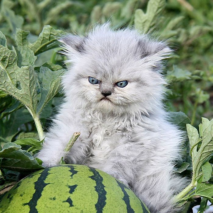 21 gatos que estão te julgando sem dó e nem piedade 11 21 gatos que estão te julgando sem dó e nem piedade 11
