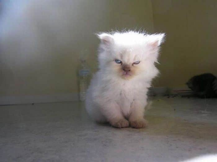 21 gatos que estão te julgando sem dó e nem piedade 12 21 gatos que estão te julgando sem dó e nem piedade 12