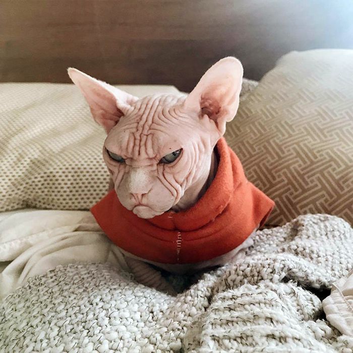 21 gatos que estão te julgando sem dó e nem piedade 15 21 gatos que estão te julgando sem dó e nem piedade 15