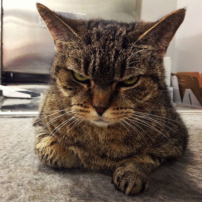 21 gatos que estão te julgando sem dó e nem piedade 16 21 gatos que estão te julgando sem dó e nem piedade 16