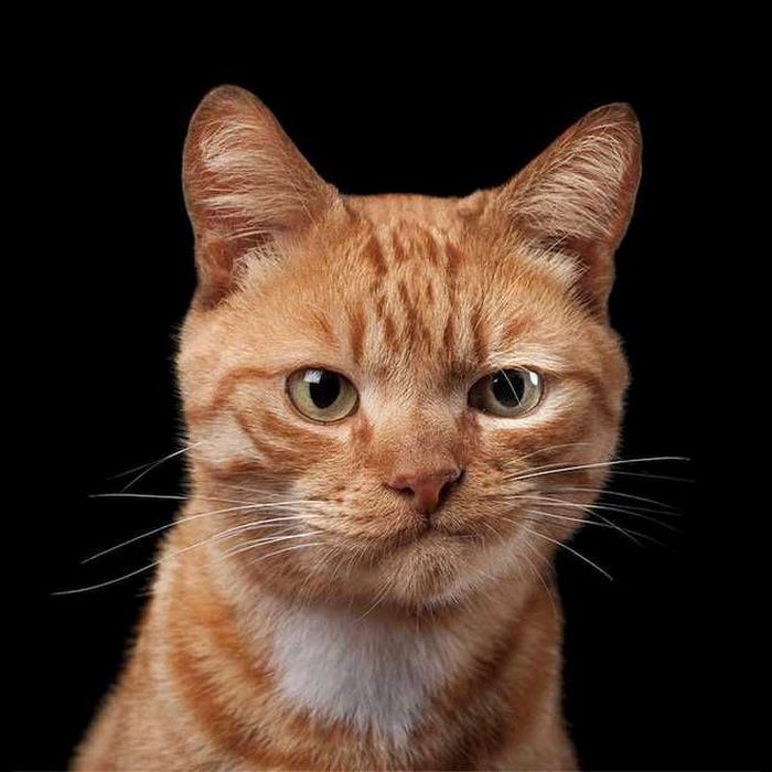 21 gatos que estão te julgando sem dó e nem piedade 17 21 gatos que estão te julgando sem dó e nem piedade 17