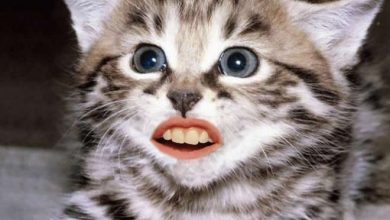 24 animais com bocas humanas 14