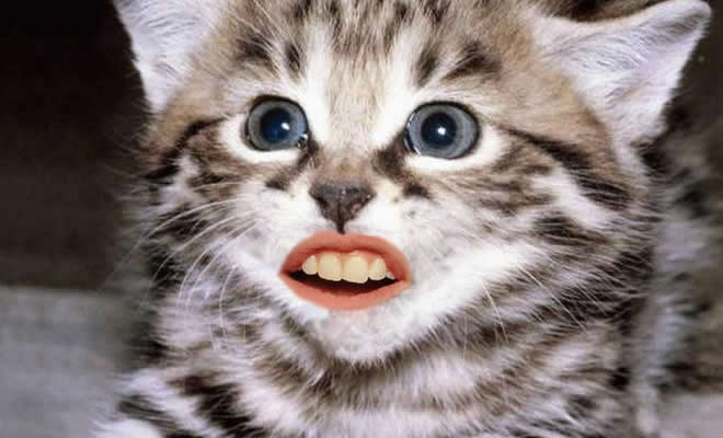 24 animais com bocas humanas