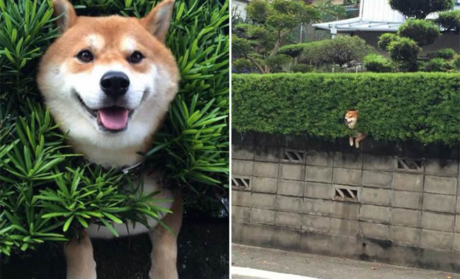 21 animais de estimação presos, mas fingindo que tudo está bem
