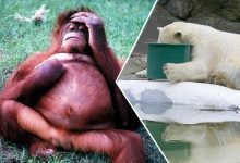 21 animais terrivelmente de ressaca 13