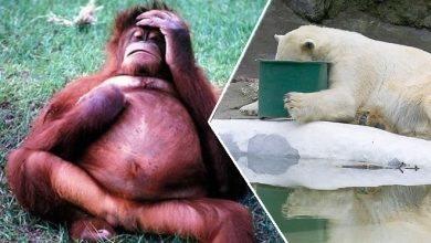 21 animais terrivelmente de ressaca 49
