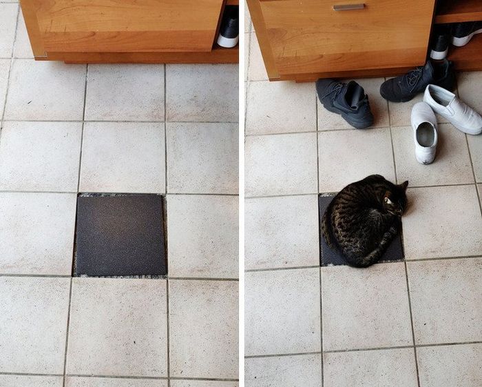 20 fatos peculiaridades dos gatos que você não sabia 3