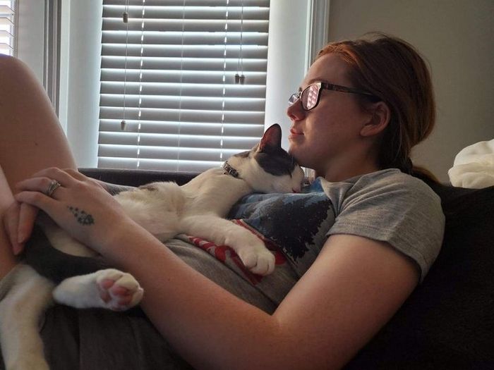 20 fatos peculiaridades dos gatos que você não sabia 4