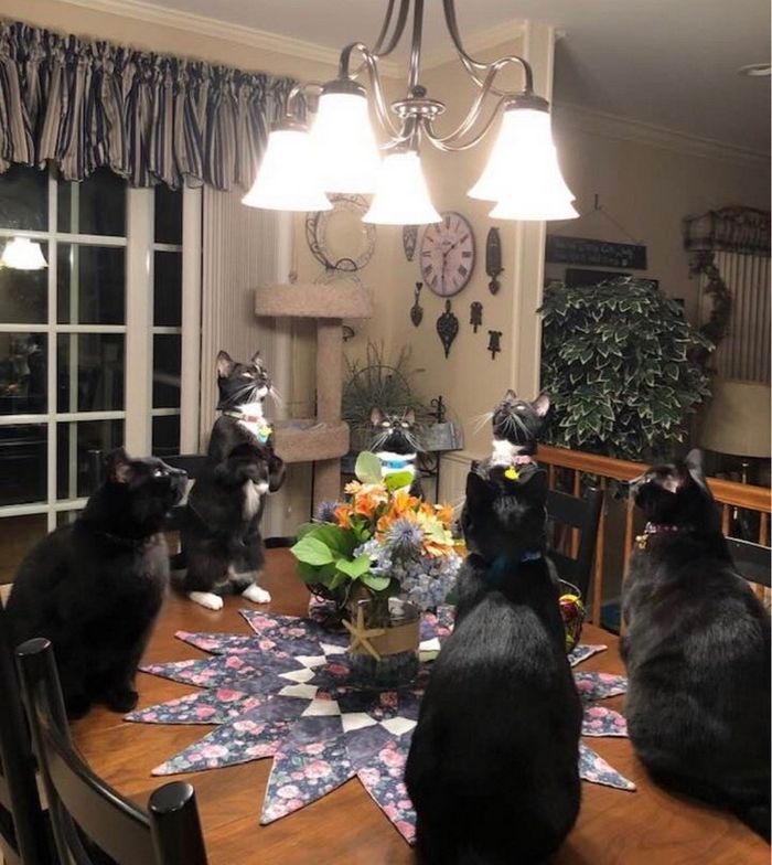 20 fatos peculiaridades dos gatos que você não sabia 6