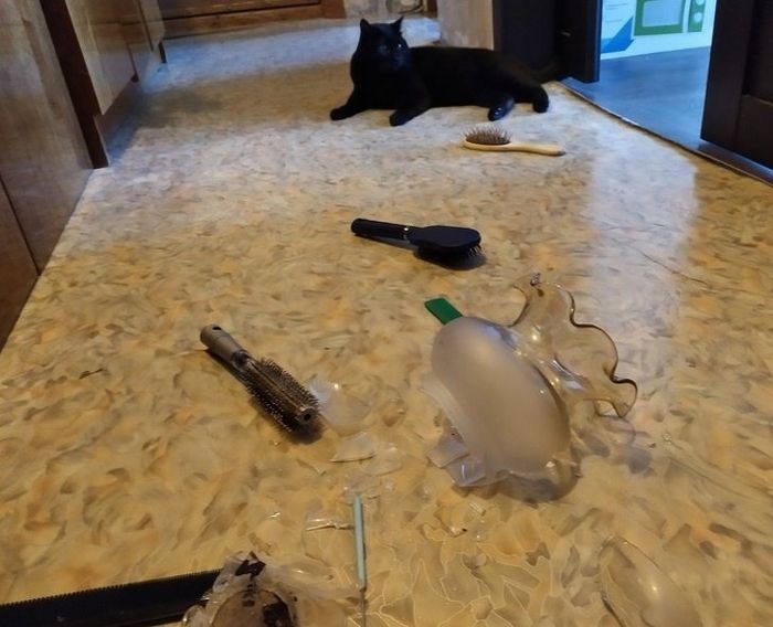 20 fatos peculiaridades dos gatos que você não sabia 7