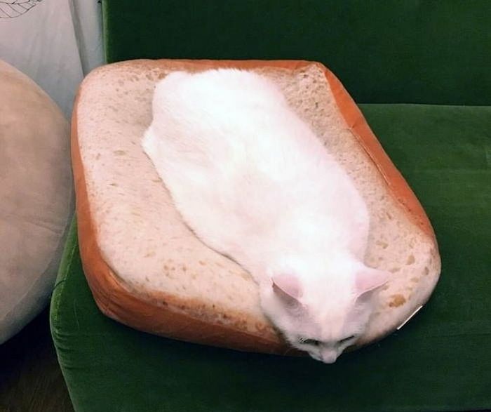 20 fatos peculiaridades dos gatos que você não sabia 9