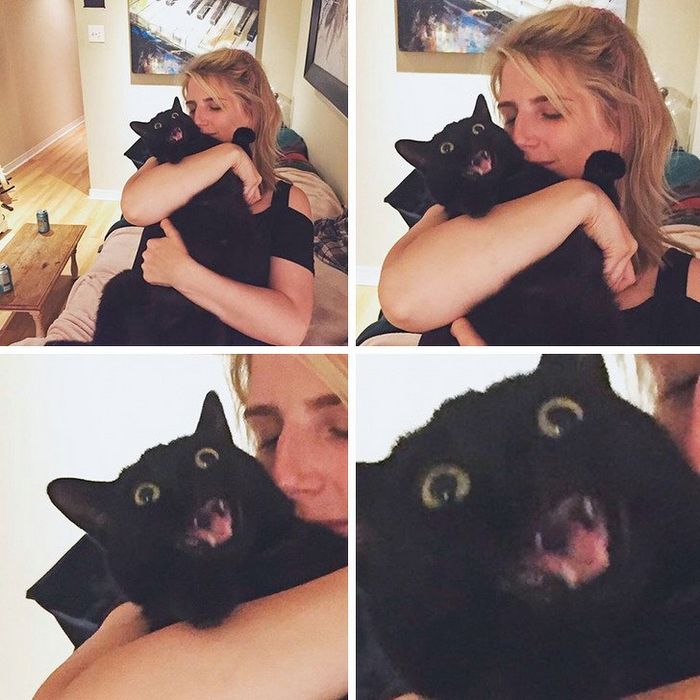 20 fatos peculiaridades dos gatos que você não sabia 11