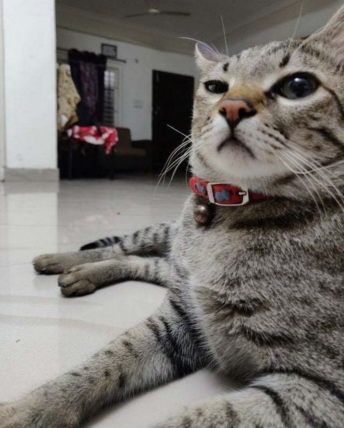 20 fatos peculiaridades dos gatos que você não sabia 13